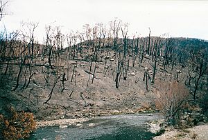 Archivo:2003 Bushfires aftermath, Big River near Anglers Rest