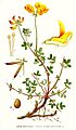324 Lotus corniculatus