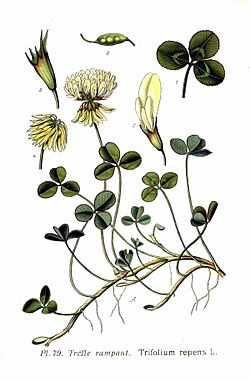 79 Trifolium repens L.jpg