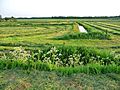 A flat mowed landscape near Hooghalen; grasslands to enlarge the mowed grass storage; Drenthe, North-Netherlands 2012