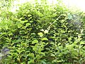 Actinidia chinensis1
