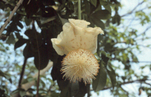 Archivo:Adansonia digitata 20050823 flower