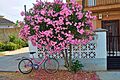 Adelfa con bici rosa (15937021211)