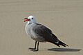 Adult Heermann's gull showing it's tongue