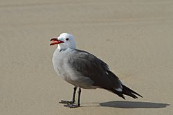 Archivo:Adult Heermann's gull showing it's tongue