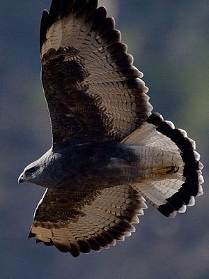 Archivo:Aguilucho Morfo Oscuro, Alto del Naranjo 23may15