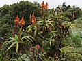 Aloe arborescens - Gorongosa 3 (10238187086).jpg