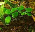 Anubias barteri var nana on a bogwood