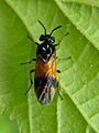 Arge cyanocrocea 1 beentree