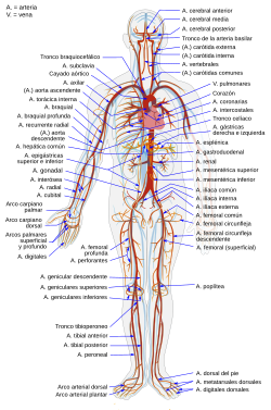 Arterial System es.svg