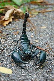 Archivo:Asian forest scorpion in Khao Yai National Park