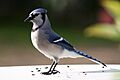 Bluejay (Cyanocitta cristata) (1547) - Relic38