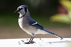 Archivo:Bluejay (Cyanocitta cristata) (1547) - Relic38