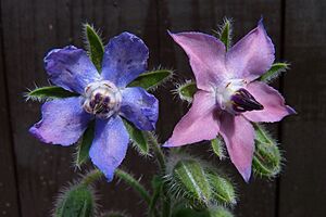 Archivo:Borago officinalis, two blossoms
