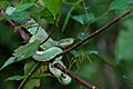 Bothriopsis bilineata smaragdinus (Yasuni)