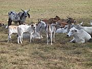 Archivo:Brahman cattle 20020320