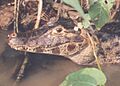 Caiman yacare junior specimen