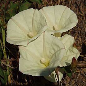 Archivo:Calystegia occidentalis