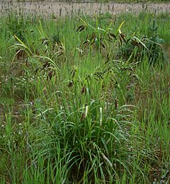 Archivo:Carex mertensii 3