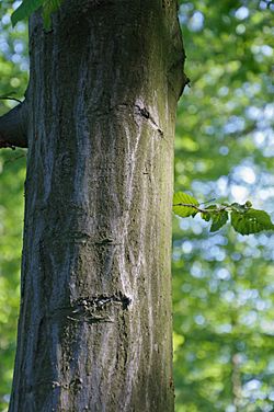 Archivo:Carpinus betulus charme tronc