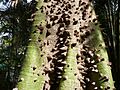 Ceiba pentandra 0011