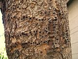 Chinese Evergreen Elm in process of healing, February 2014