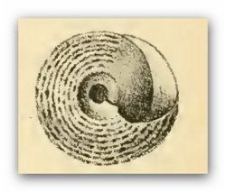Coelotrochus tiaratus 003.png