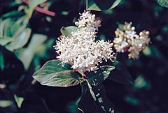 Archivo:Cornus sericea flower