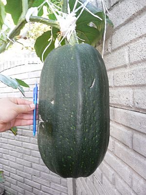 Archivo:Cucurbita pepo "zapallo de Angola" semillería La Paulita - fruto día 21 (VE04) - 35 cm (largo final desde el día 15-16 aproximadamente)
