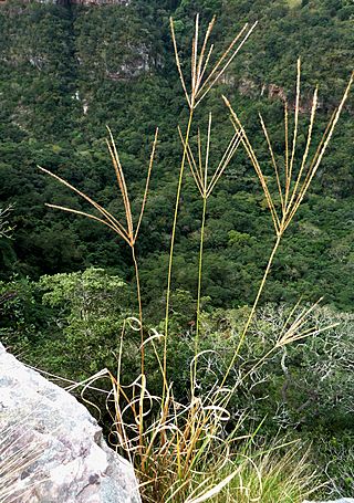 Digitaria eriantha, Krantzkloof Natuurreservaat.jpg