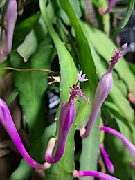 Disocactus quezaltecus.jpg