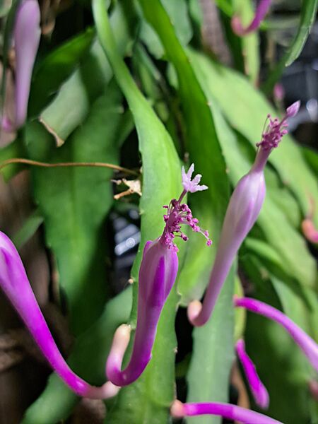 Disocactus quezaltecus
