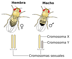 Archivo:Drosophila XY sex-determination-ES