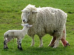 Archivo:Emerging lamb cropped