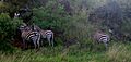 Equus quagga boehmi group in Tsavo West National Park 3 (edited)