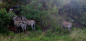Archivo:Equus quagga boehmi group in Tsavo West National Park 3 (edited)
