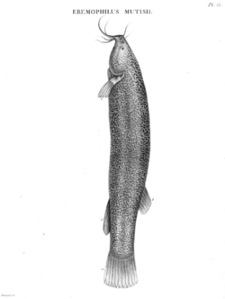 Eremophilus-mutisii-Humboldt-Zoologie-T06p076.png