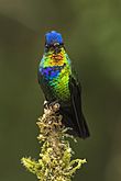 Archivo:Fiery-throated Hummingbird - Cloud Forest - Costa Rica MG 6195 (26417369150)