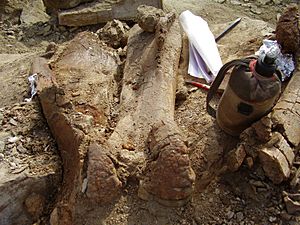 Archivo:Fosilie edmontosaura Montana