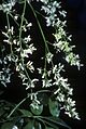 Fraxinus dipetala