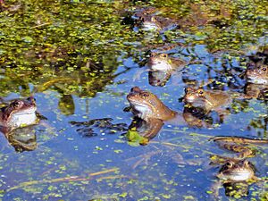 Archivo:Frogs in our pond - 2 - geograph.org.uk - 1765524