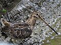 Gallinago nobilis (Caica paramuna) (24701320152)