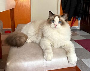 Archivo:Gato Ragdoll BreedingCat