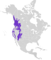 Glaucidium californicum map