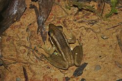 Green Paddy Frog (Hylarana erythraea)2.jpg