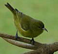 Hawaii Amakihi (Chlorodrepanis virens) Molokai, Hawaii