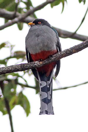 Archivo:Hispaniolan Trogon (Priotelus roseigaster) (8082799519)