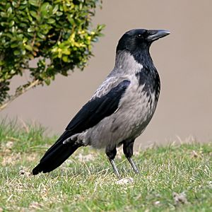 Archivo:Hooded Crow (Corvus cornix) (11)