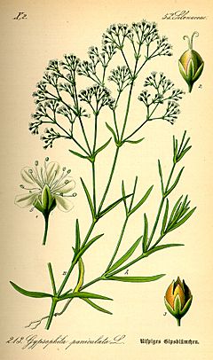 Archivo:Illustration Gypsophila paniculata0