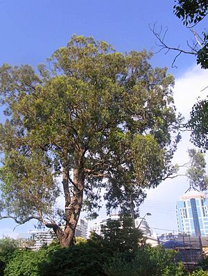 Archivo:Ironbark Chatswood